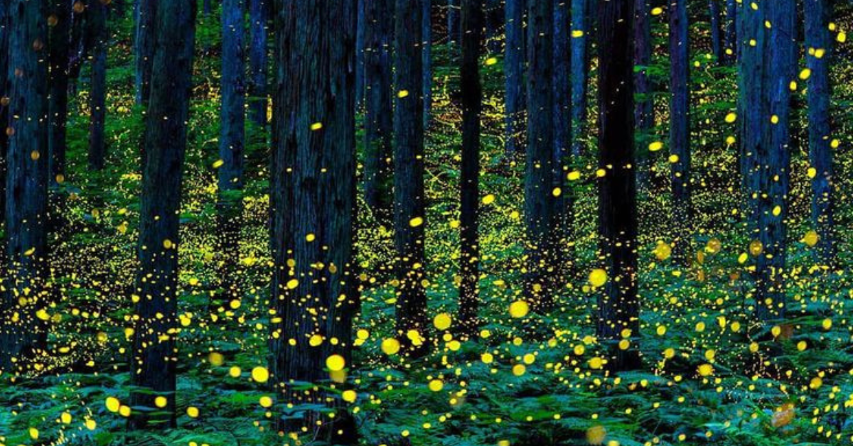 Western Ghats fireflies