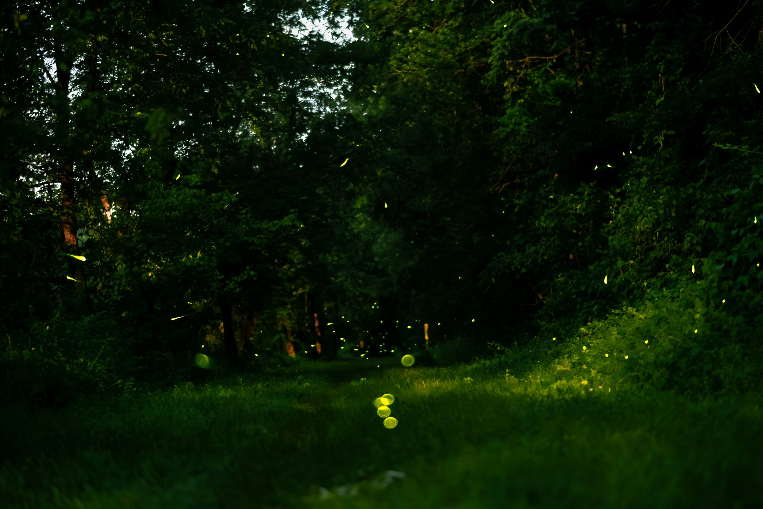 Purushwadi fireflies